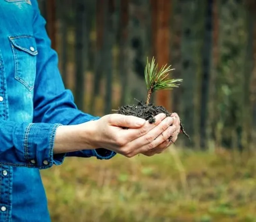 wood sustainability